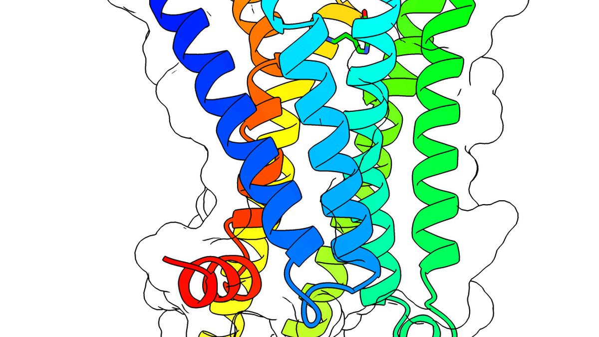 Ribbon rendering of a membrane receptor structure representing a purinergic P2 receptor — the antipurinergic therapy target that suramin blocks, Panacea Bio Chem, Bogdan Dicoias